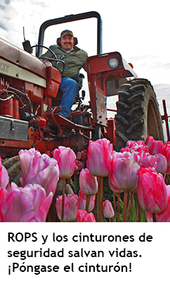 Trabajador risueño en un tractor rojo con ROPS en posición vertical dentro de un campo de tulipanes rosa